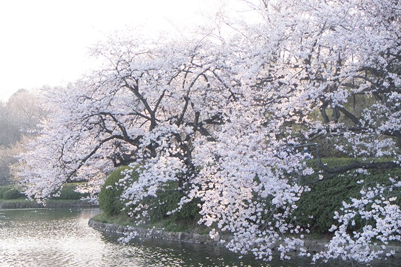 神奈川県立三ツ池公園